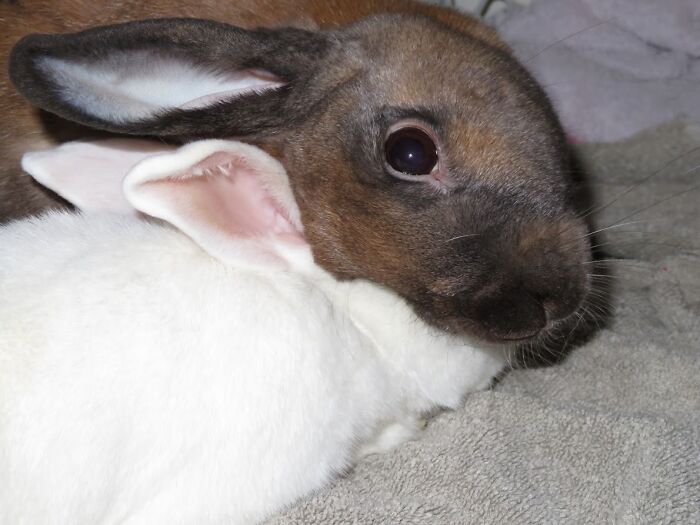 Ruby And Peter, Two Buns Who Love Each Other