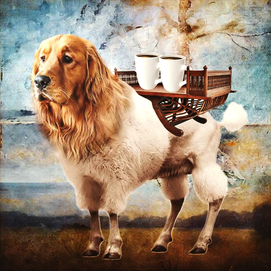 Let Our Sherpa Dog Bring You Some Tea