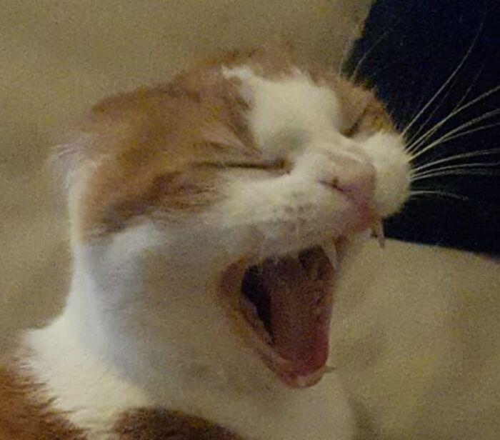 Her Ears Somehow Disappeared While Yawning