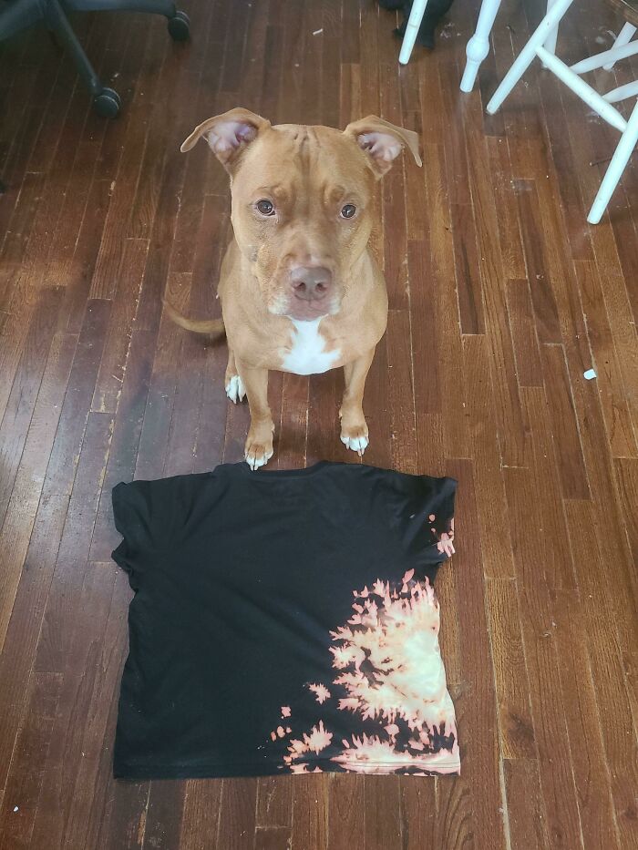 Pit Bull Accidentally Redesigns His Owner's Ordinary T-Shirt Into An Extraordinary One