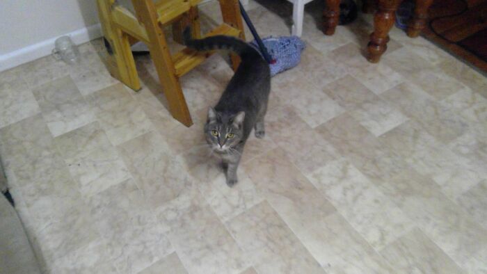 My Kitty Sylvester