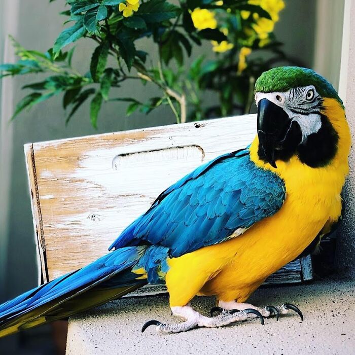 Wendy. Not Just A Magnificent Blue And Gold Macaw, But My Best Friend Too!
