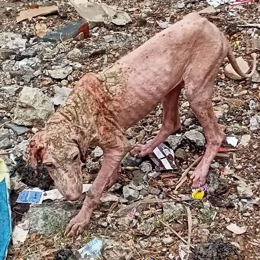 This Dog I Found On The Street In India Scratching Its Full Body Continuously And I Can See The Blood Coming Out From The Ear. I Have Handed The Dog To A Veterinarian.