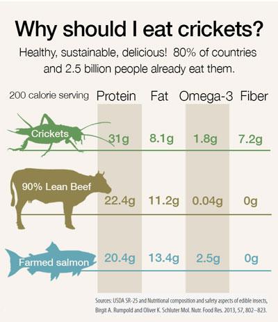 Why-Eat-Bugs-606539a6d2d92.jpg