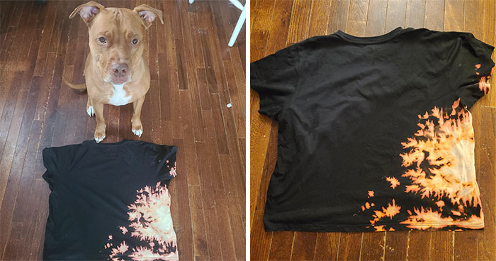 Pit Bull Accidentally Redesigns His Owner’s Ordinary T-Shirt Into An Extraordinary One