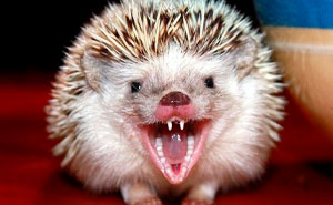 Woman On Twitter Educates People On Getting Bitten By These 20 Different Animals