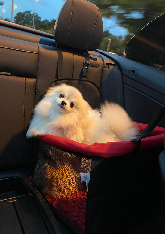 We Went Out With The Pomeranians In Our Convertible And I Snapped This Pic (His Name Is Apollo)