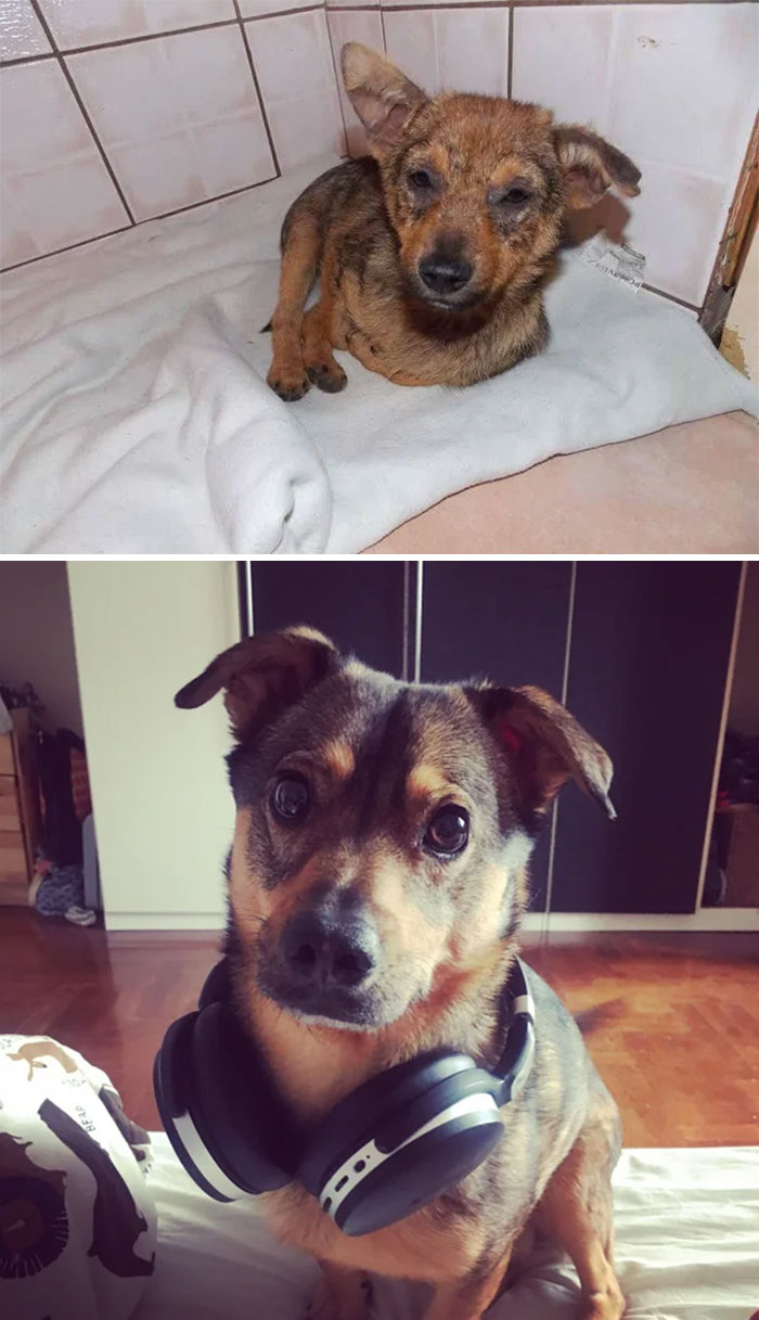 Meet Bebe: Rescued After Being Thrown Out Of A Moving Car And 5 Years Later Is My Music Buddy