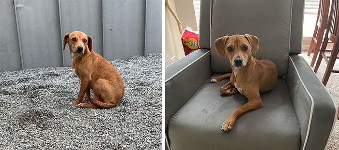 Cheddar The Day We Adopted Him (March 2020) vs. 1 Year Later (March 2021)