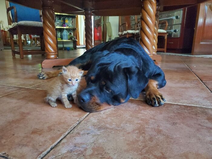 August, el perro rottweiler, y Scout, el gato naranja atigrado