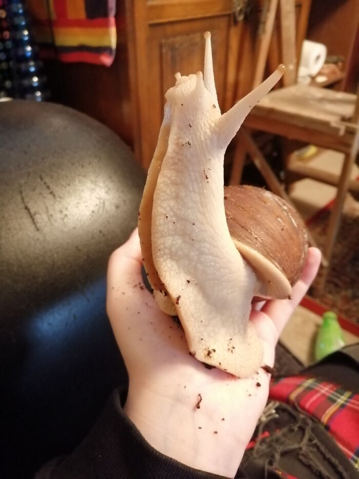 My Giant African Land Snail Orion. Stretching For The Sky