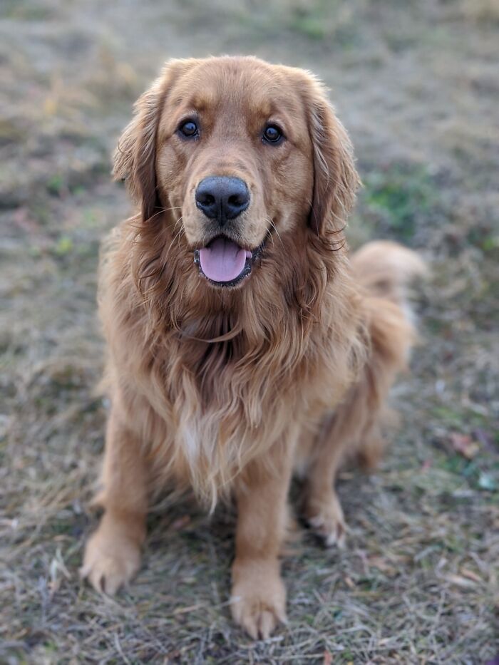 A Giant 2 Year Old Golden Retriever We Call Butters🐶