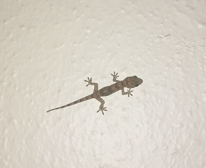 This Gecko Adopted Us! Was About 4cm Here, A Month Later, He Is 7cm. Said His Name Is Leonard.