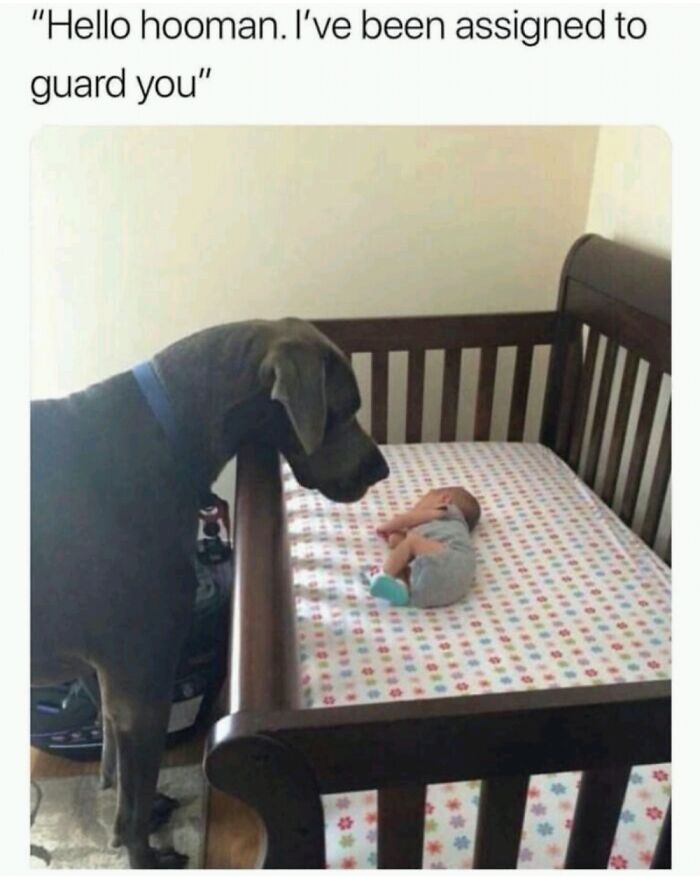 Dog And Baby