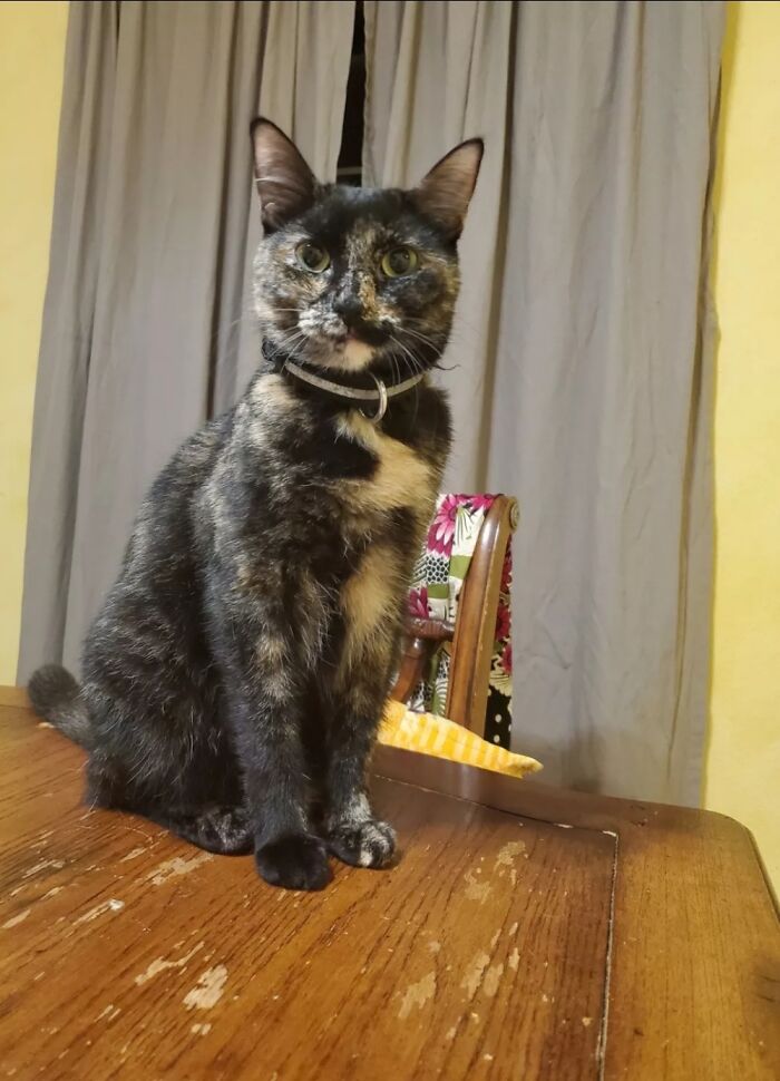 Pepper Kitty, The Beauty
