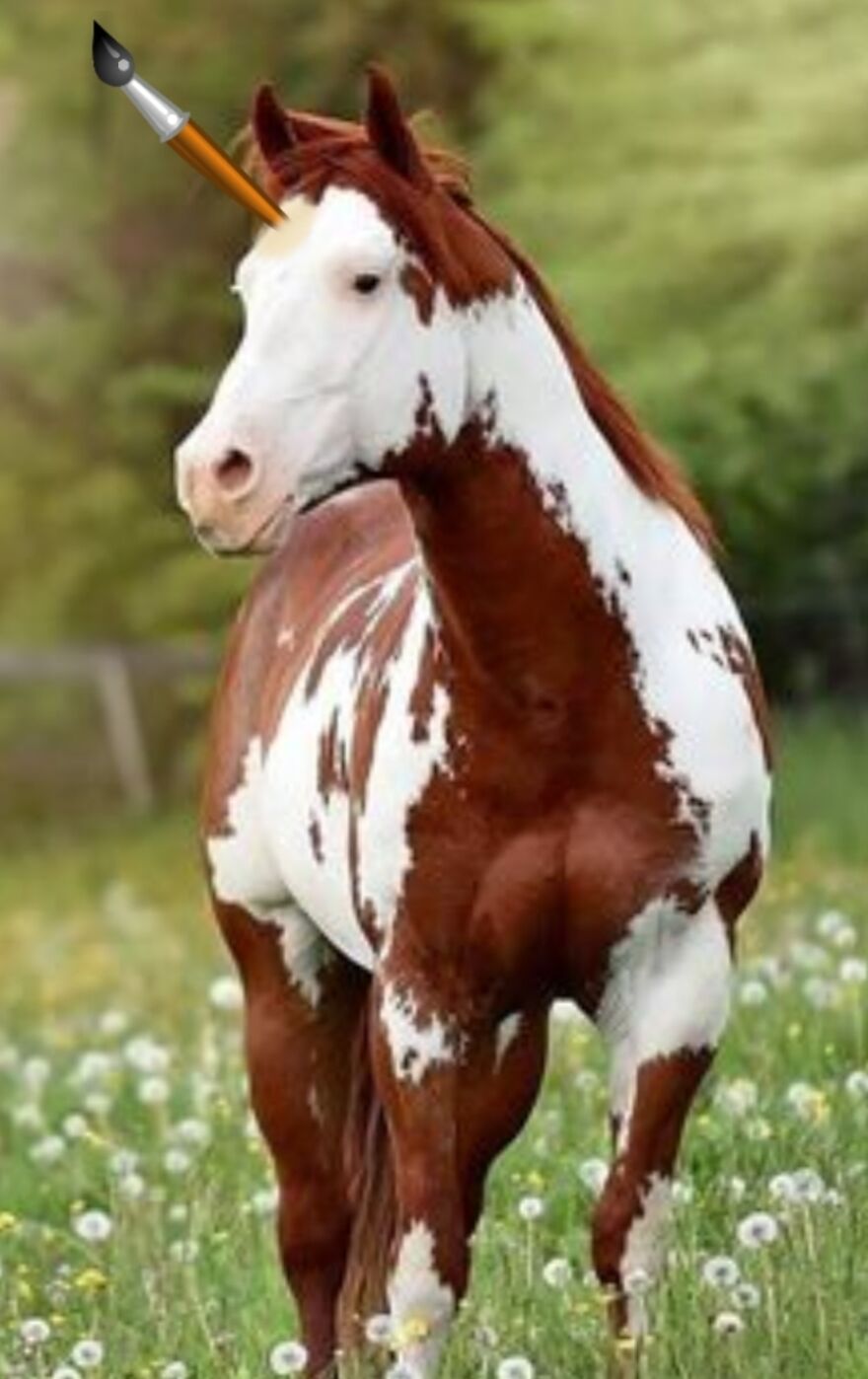 If A Paint Horse Were A Unicom