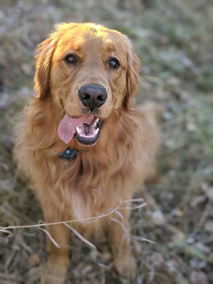 Our Sweet Happy 2 Year Old Golden Retriever - Buttees