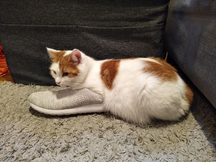 Cat In The Shoe 😅