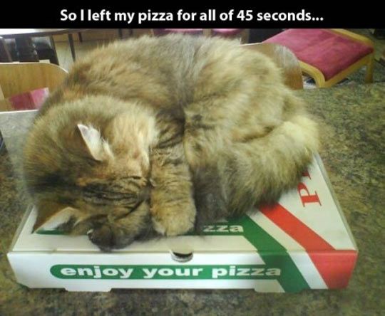 cat-on-pizza-box-60665f97b738c.jpg