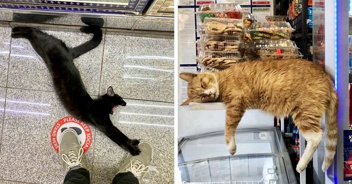 This Twitter Account Collects Photos Of Cats In Small Shops Looking Like They Own The Place (141 New Pics) - Vimarsana News