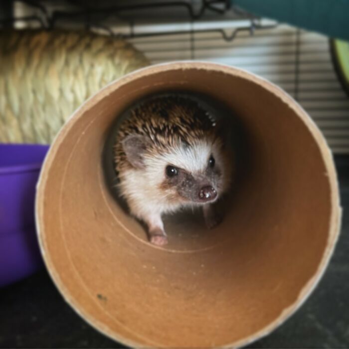 My Hedgehog, Chutney, In Her Favourite Paper Towel Tube