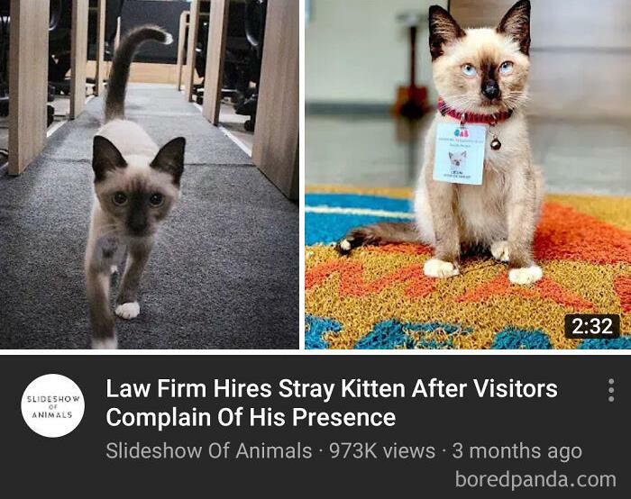 Lawyer Cat