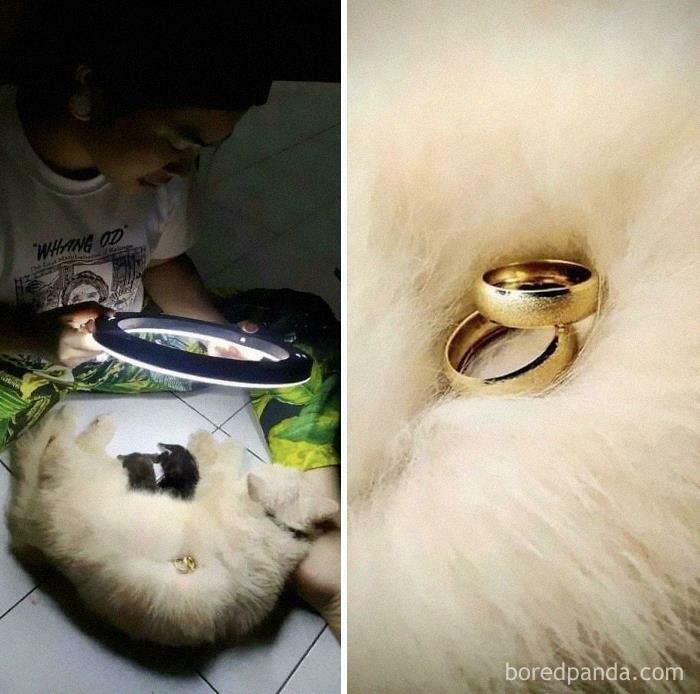 Cat Helping Owner Sell Jewelry
