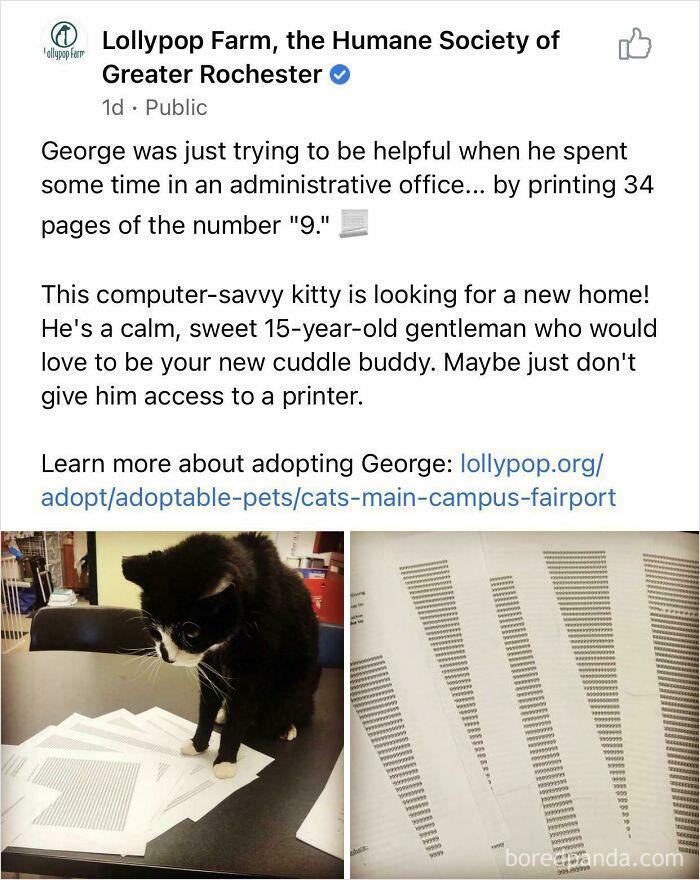 George Is A Great Administrator