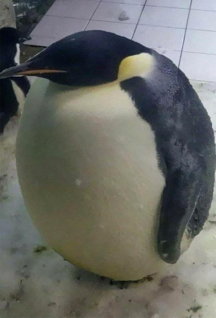 Penguin Chonk