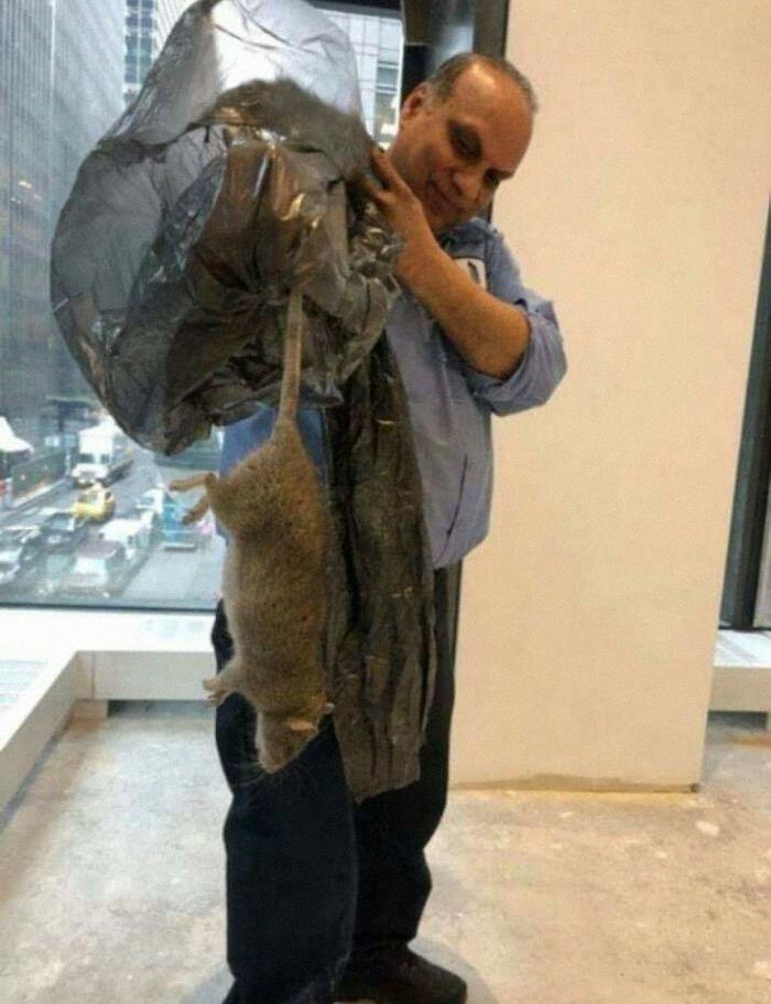 This NYC Rat, Absolute Unit