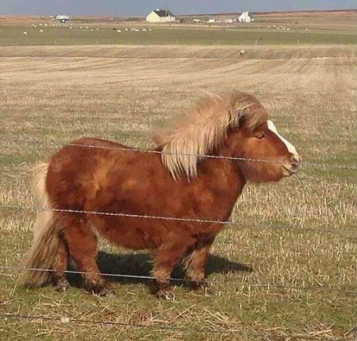 This Weapon Of A Pony
