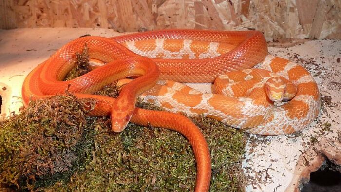 My Snakes The Orange One A Girl And The Other One Orange With White Spots Is A Boy