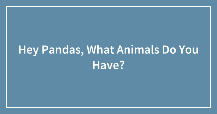 Hey Pandas, What Animals Do You Have? (Closed)