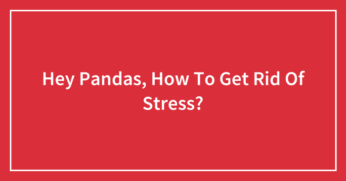 Hey Pandas, How To Get Rid Of Stress? (Closed)