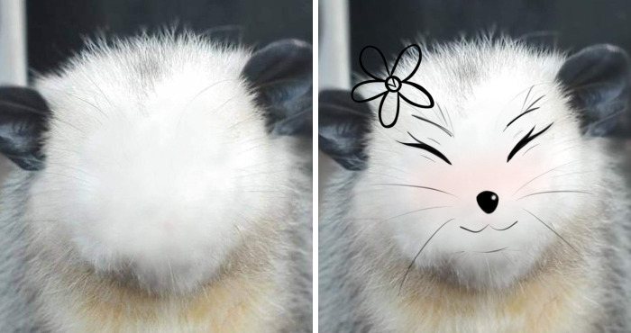 Hey Pandas, Draw A Face For This Opossum (Closed)