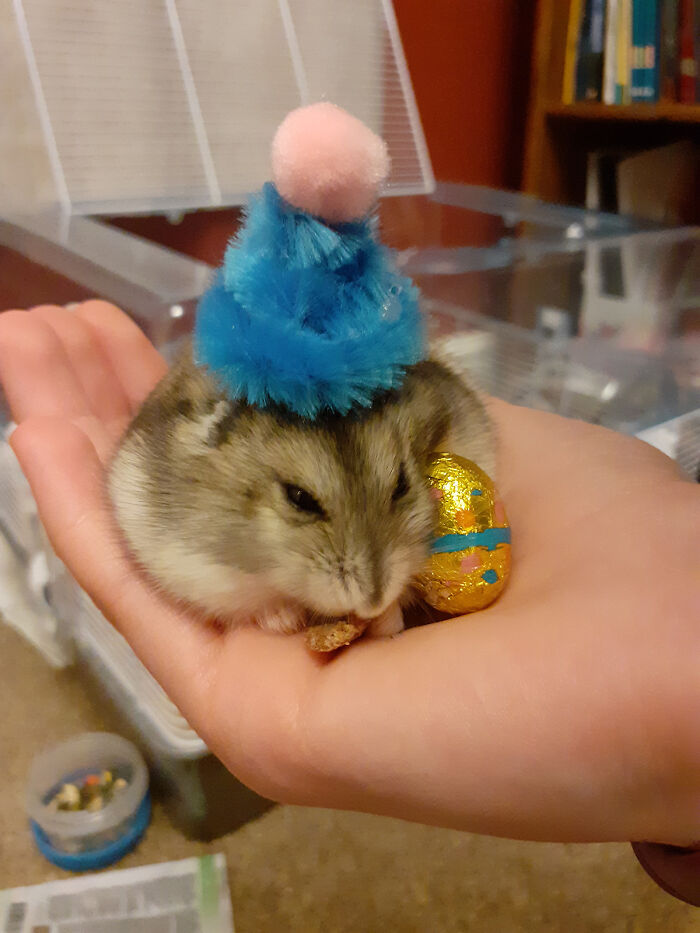 I Put My Dwarf Hamster In A Hat ❤️