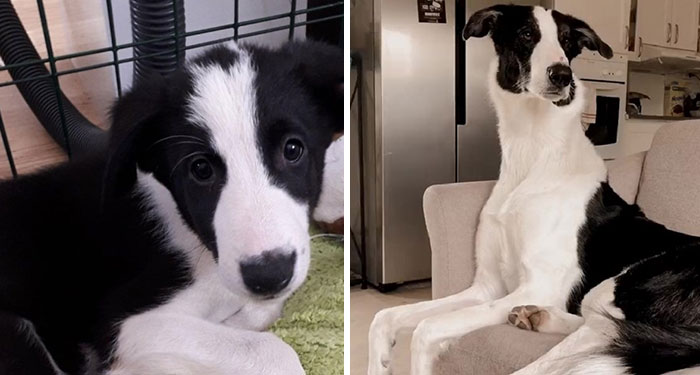 “Folks Claim That He Has Giraffe DNA In There Somewhere” – This Borzoi And German Shepherd Mixed Dog Has A Very Long Neck