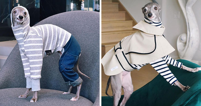Gay Couple Dresses Up Their Italian Greyhound In Trendy Clothes, And She Has Become A Fashion Icon (71 Pics)