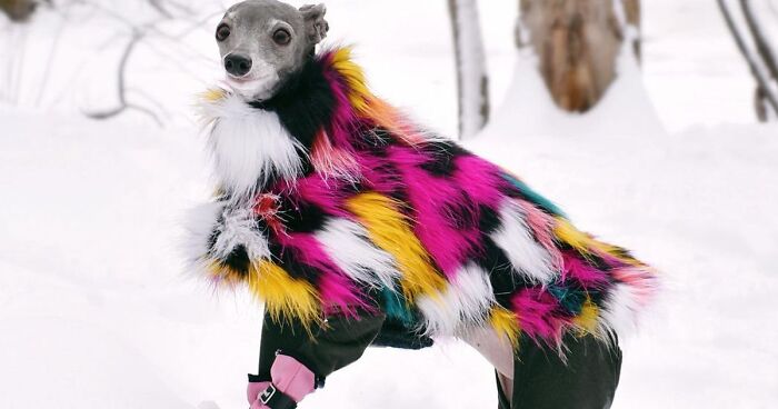 Gay Couple Dresses Up Their Italian Greyhound In Trendy Clothes, And She  Has Become A Fashion Icon (71 Pics)