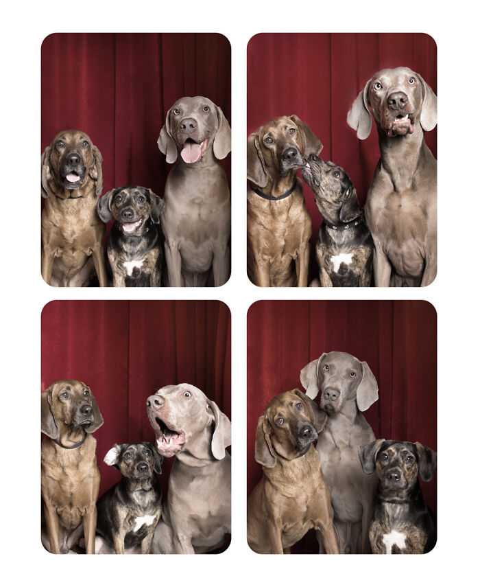 Dogs-In-Photo-Booth-Lynn-Terry
