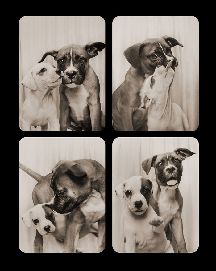 Dogs-In-Photo-Booth-Lynn-Terry
