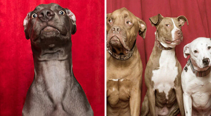 Photographer Puts Dogs In A Special Photobooth And Captures Their Reactions (30 Pics)