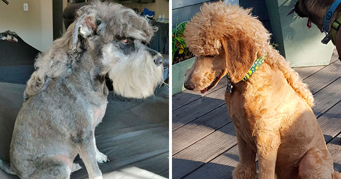 30 Pics Of Dogs With Mullets That Are Making The Internet Confused