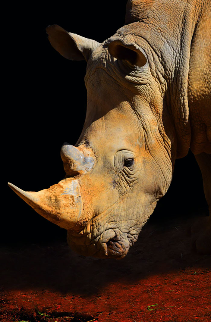 Rhinocerose with the sand on his face 