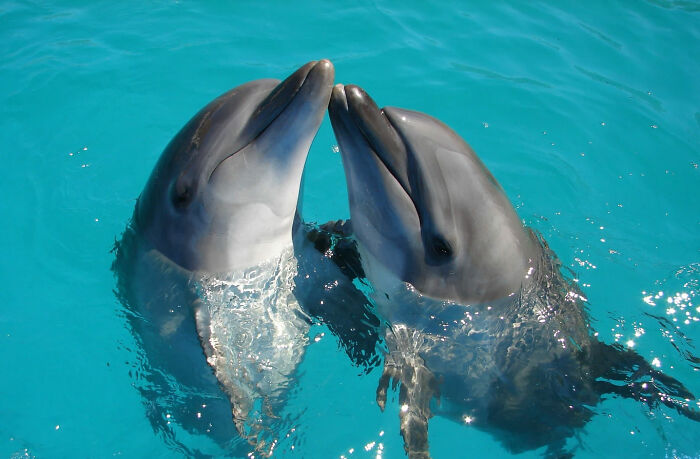 Two dolphins in the swimming pool
