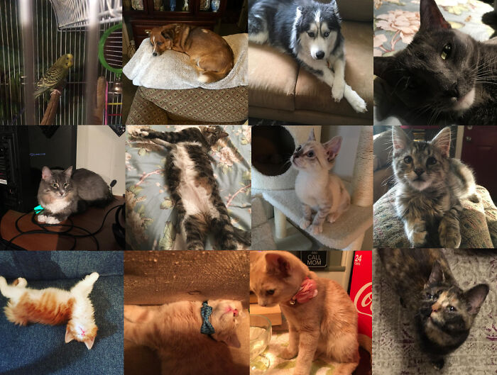 The Crew (In Order Left To Right; Lenny, Bowie, Lovie, Tasha, Tate, Roo, Sassy, Dottie, Lucy, Fred, Ginger, Minnie)