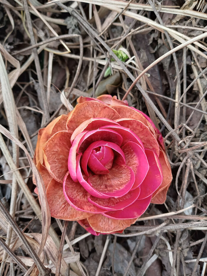 A Fallen Flower I Found