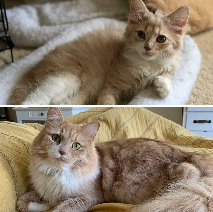 From Lil Fluff To Big Fluff. 2 Months To 2 Years