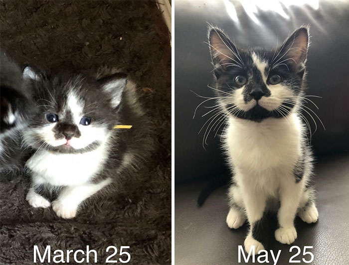 From Kitten To... Older Kitten: The Two-Month Transformation Of My Foster Baby, Rollie. She Was Approximately 2 Weeks When I Got Her (With Mama, Eyes Just Opened)