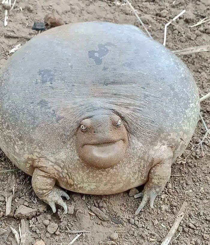 This Absolute Unit Of Bullfrog